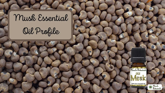CO2 Musk essential oil bottle on a bed of ribbed brown seeds, with text: Musk Essential Oil Profile
