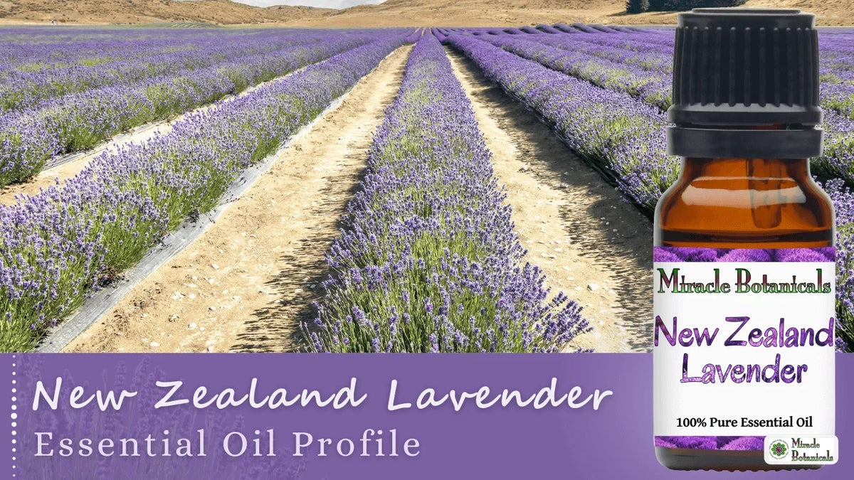 New Zealand Lavender Essential oil by Miracle Botanicals, alongside a beautiful field of lavender plants