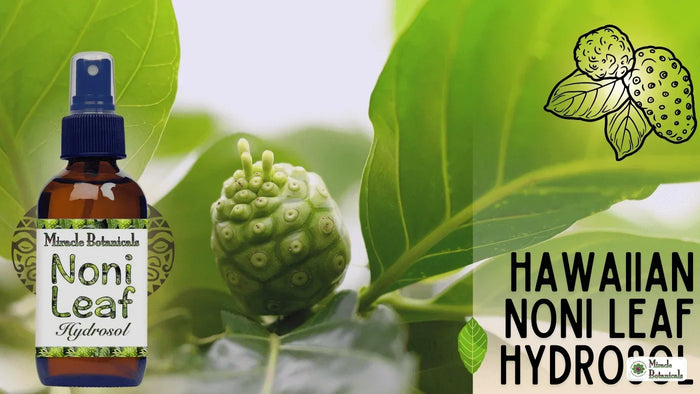 Noni Leaf Hydrosol bottle beside a noni fruit on the plant, with the title Hawaiian Noni Leaf Hydrosol