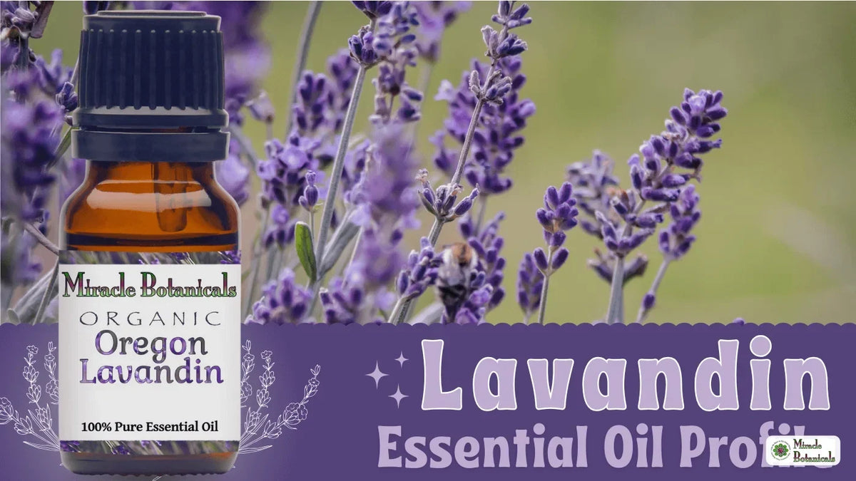 Organic Oregon Lavandin essential oil bottle beside purple flower spikes with a bee, with text: Lavandin Essential Oil Profile