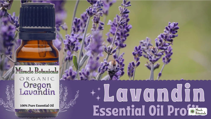 Organic Oregon Lavandin essential oil bottle beside purple flower spikes with a bee, with text: Lavandin Essential Oil Profile