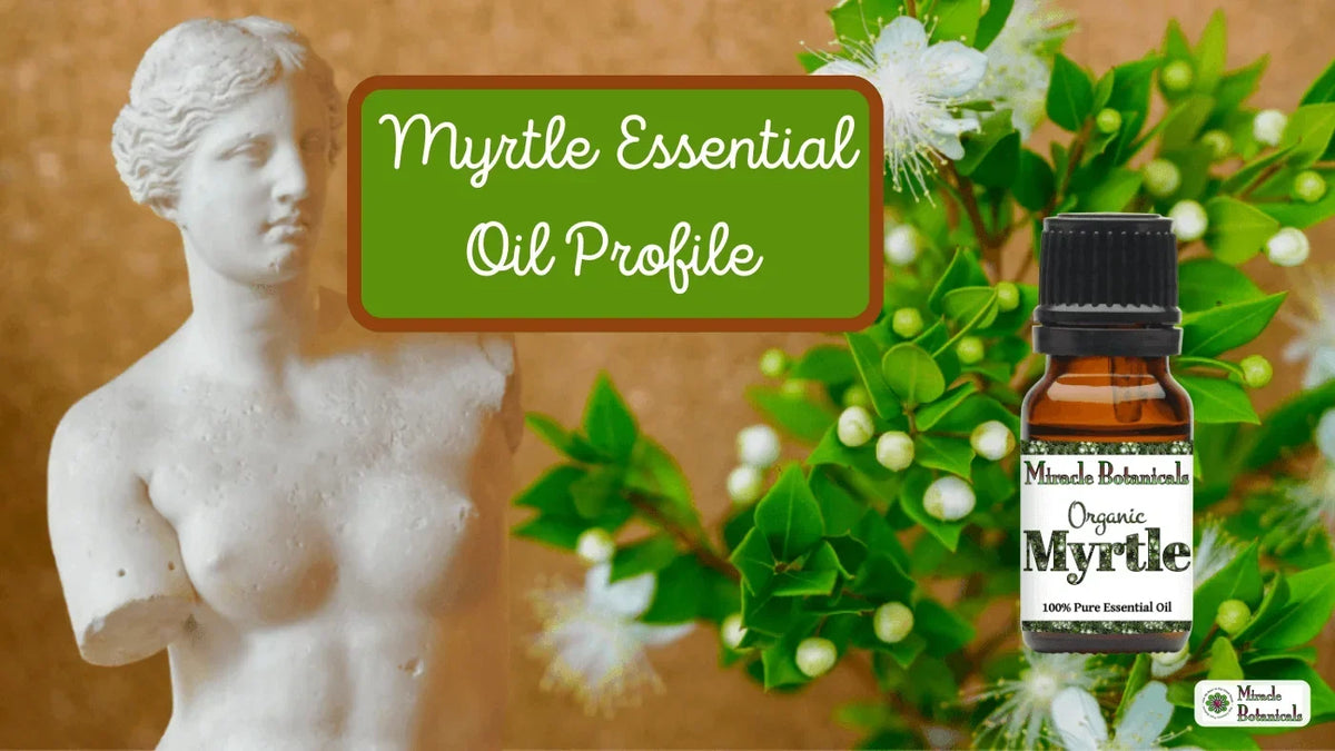 Organic Myrtle essential oil bottle beside a white classical statue and flowering myrtle, with text: Myrtle Essential Oil Profile