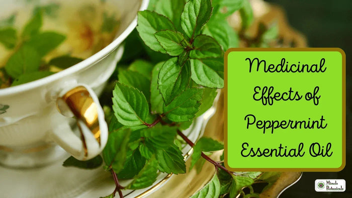 Fresh peppermint leaves in a porcelain teacup, with text: Medicinal Effects of Peppermint Essential Oil