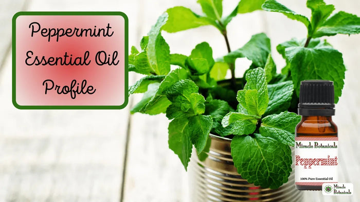 Peppermint essential oil bottle beside a potted peppermint plant in a tin can, with text: Peppermint Essential Oil Profile