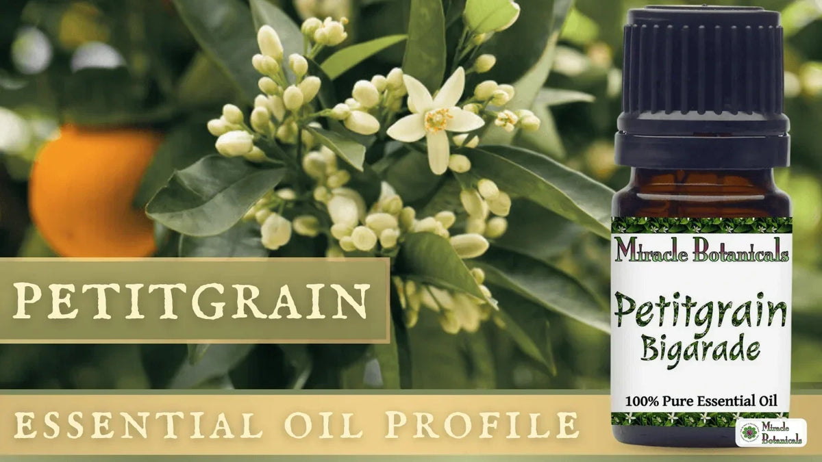 Petitgrain Bigarade essential oil bottle beside bitter orange blossoms and fruit