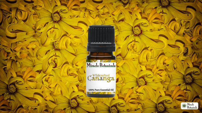 Wildcrafted Cananga essential oil bottle on a background of yellow cananga flowers