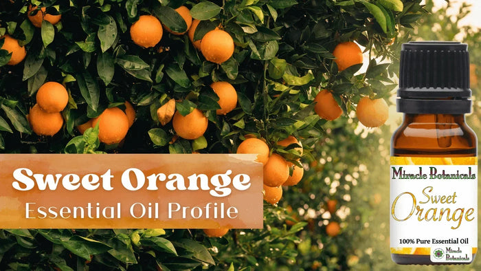 Sweet Orange essential oil bottle beside an orange tree heavy with fruit, with text: Sweet Orange Essential Oil Profile