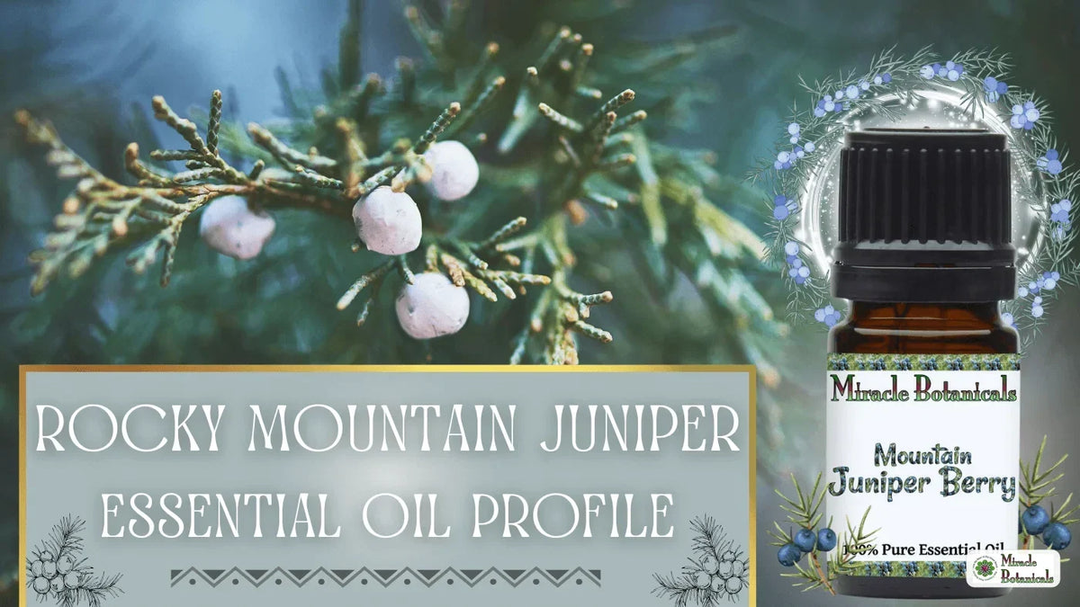 Mountain Juniper Berry essential oil bottle beside juniper branches with pale berries, with text: Rocky Mountain Juniper Essential Oil Profile