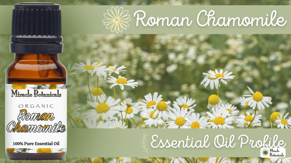 Organic Roman Chamomile essential oil bottle in front of white chamomile flowers, with text: Roman Chamomile Essential Oil Profile