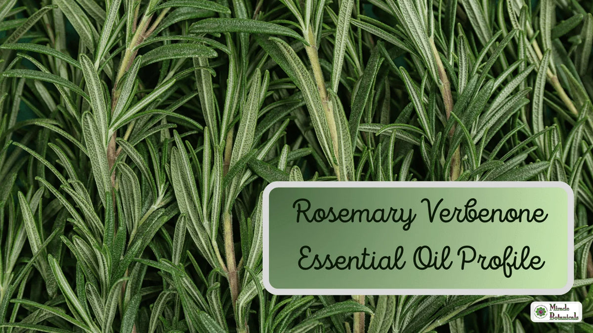 Close-up of green rosemary sprigs, with text: Rosemary Verbenone Essential Oil Profile