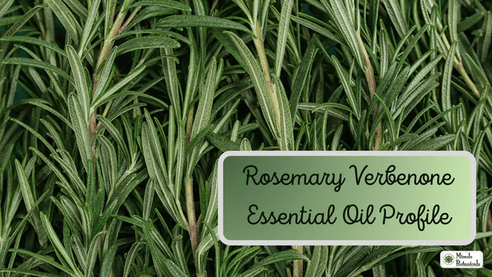 Close-up of green rosemary sprigs, with text: Rosemary Verbenone Essential Oil Profile