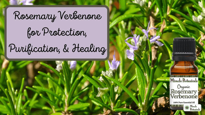 Organic Rosemary Verbenone bottle among flowering rosemary, with text: Rosemary Verbenone for Protection, Purification, & Healing