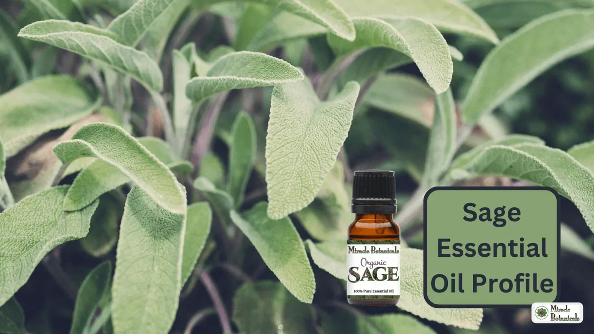Organic Sage essential oil bottle among soft green sage leaves, with text: Sage Essential Oil Profile