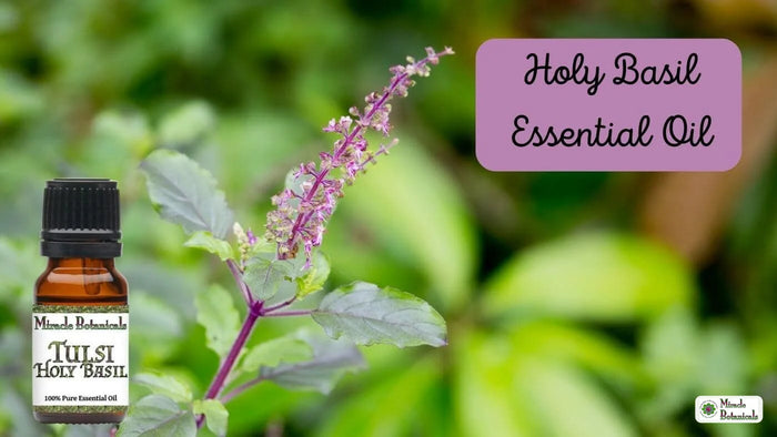 Tulsi Holy Basil essential oil bottle beside a flowering holy basil plant, with text: Holy Basil Essential Oil