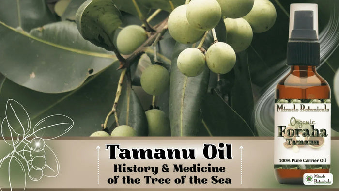 Organic Foraha (tamanu) oil bottle beside tamanu fruit on the tree