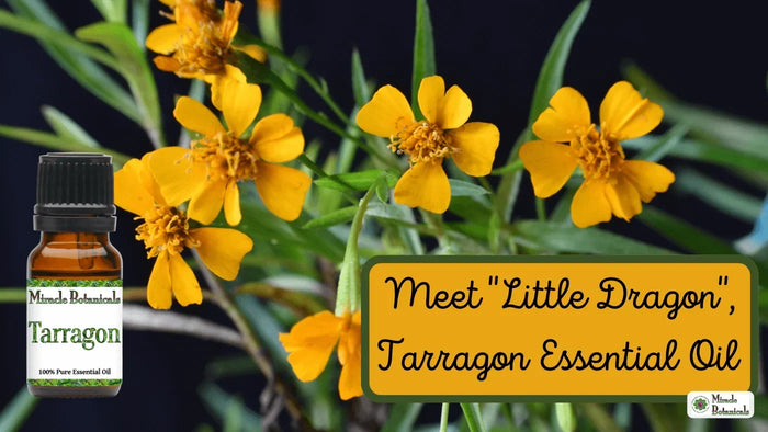 Tarragon essential oil bottle beside yellow flowers and green leaves, with text: Meet "Little Dragon", Tarragon Essential Oil