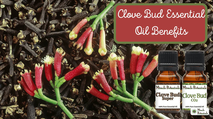 Clove Bud Super and Clove Bud CO2 bottles over dried cloves and red clove flower buds, with text: Clove Bud Essential Oil Benefits