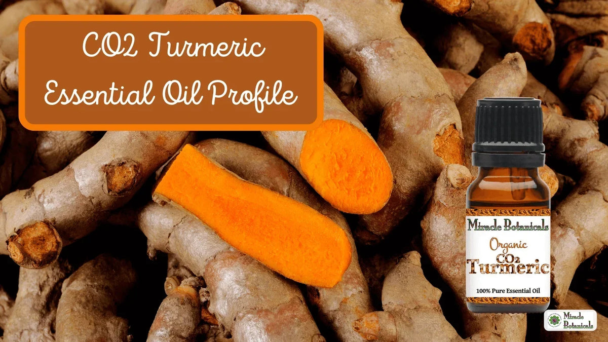 Organic CO2 Turmeric essential oil bottle on fresh turmeric roots, with text: CO2 Turmeric Essential Oil Profile