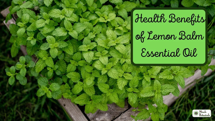 Lemon balm plants growing in a wooden raised bed, with text: Health Benefits of Lemon Balm Essential Oil