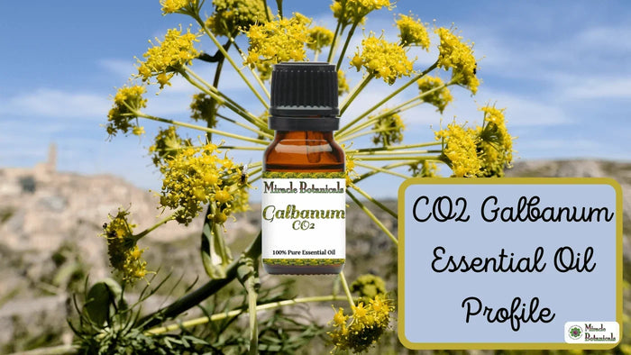 Galbanum CO2 essential oil bottle in front of yellow galbanum flowers, with text: CO2 Galbanum Essential Oil Profile