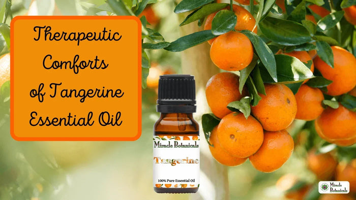 Tangerine essential oil bottle beside ripe tangerines on the branch, with text: Therapeutic Comforts of Tangerine Essential Oil