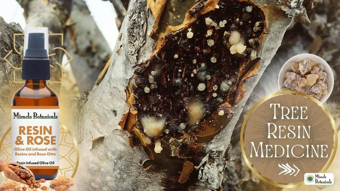 Frankincense and Myrrh tree resin with Resin & Rose Infused body oil by Miracle Botanicals