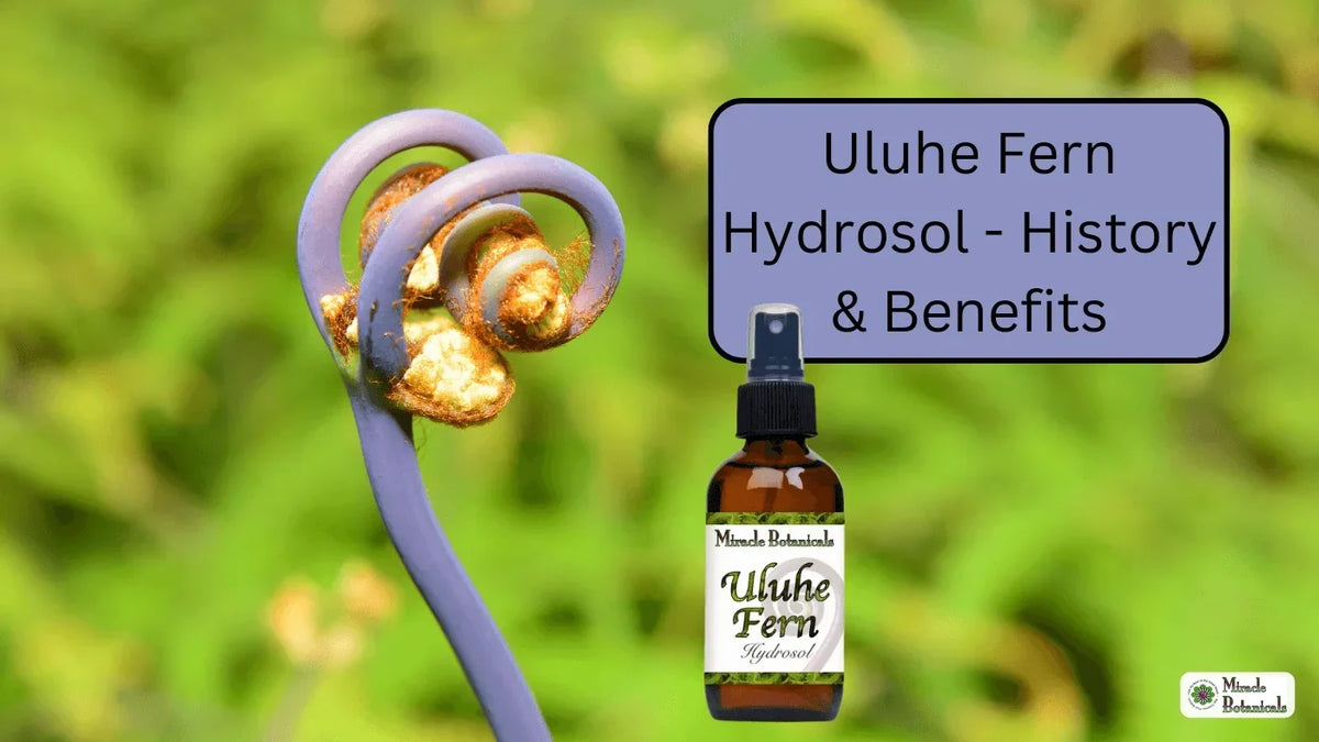 Uluhe Fern Hydrosol spray bottle beside a curled fern fiddlehead, with text: Uluhe Fern Hydrosol - History & Benefits