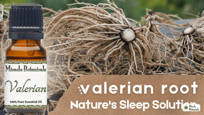 Valerian essential oil bottle beside dried valerian roots, with text: valerian root, Nature's Sleep Solution