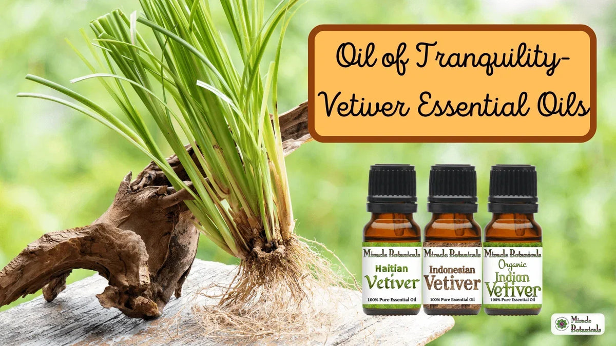Haitian, Indonesian and Organic Indian Vetiver bottles beside a vetiver plant, with text: Oil of Tranquility - Vetiver Essential Oils