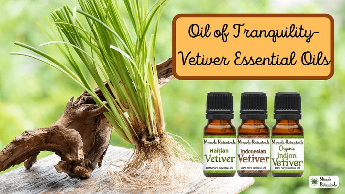 Haitian, Indonesian and Organic Indian Vetiver bottles beside a vetiver plant, with text: Oil of Tranquility - Vetiver Essential Oils