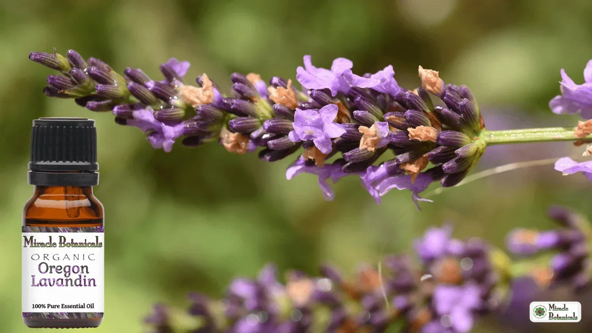 Organic Oregon Lavandin essential oil bottle beside a purple lavandin flower spike