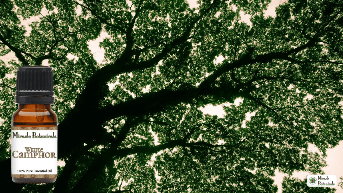 White Camphor essential oil bottle in front of a large tree canopy seen from below