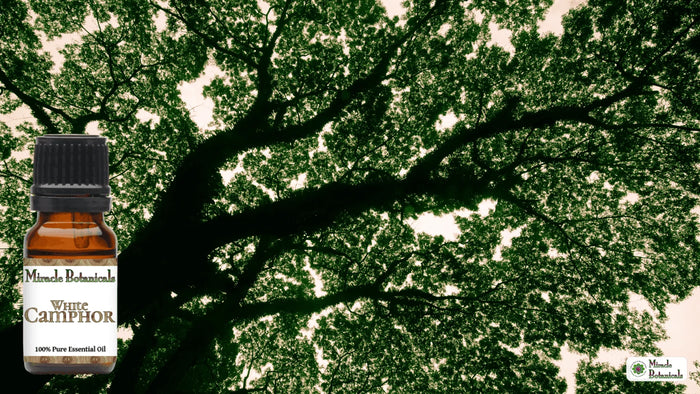 White Camphor essential oil bottle in front of a large tree canopy seen from below