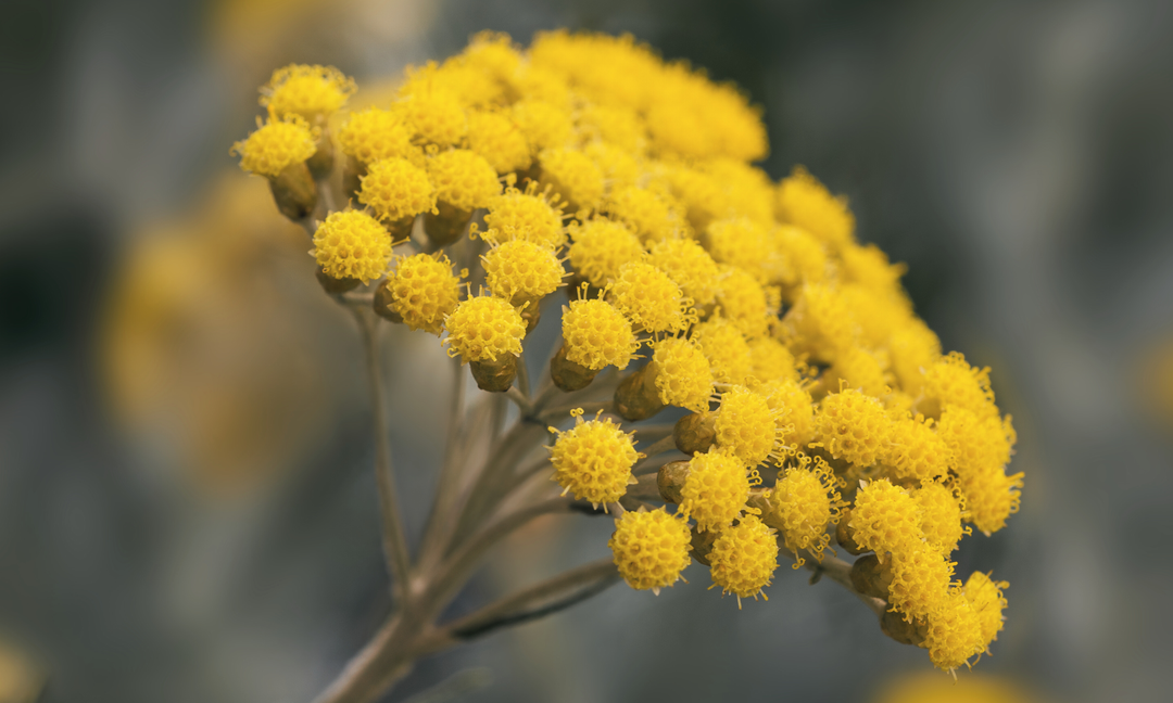 Helichrysum - Miracle Botanicals Essential Oils