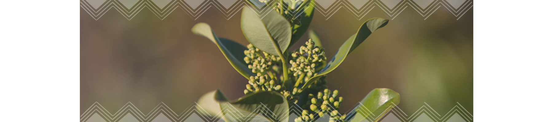 Hawaiian Sandalwood Essential Oil