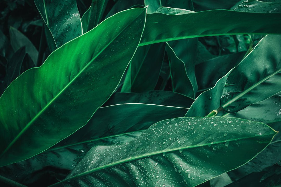 Co2 Extracts - Miracle Botanicals Essential Oils