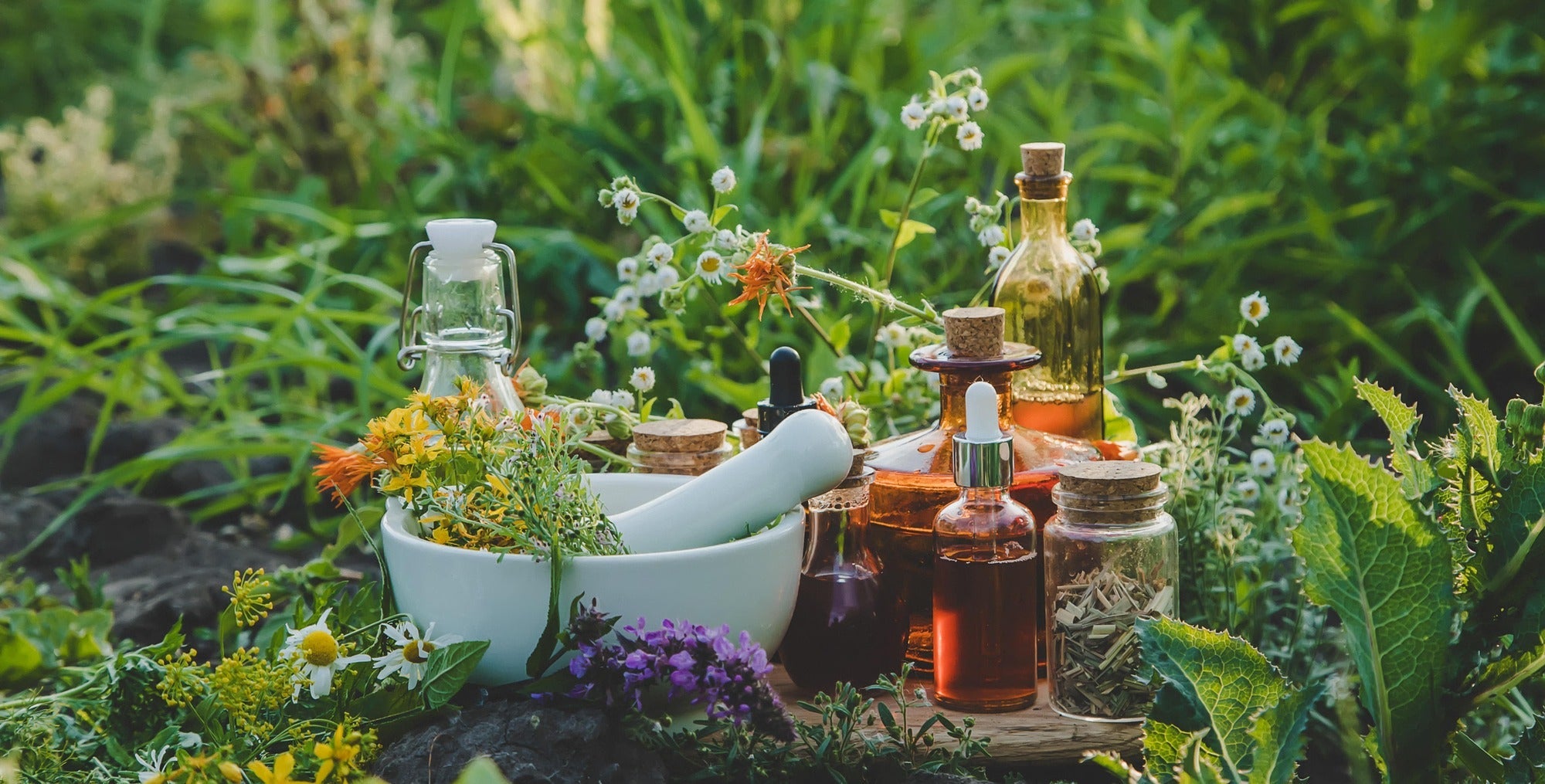 Essential Oil Varietal Families - Miracle Botanicals Essential Oils