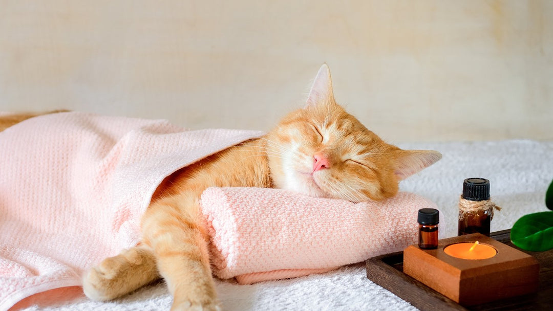 Essential Oils for Cats - Miracle Botanicals Essential Oils