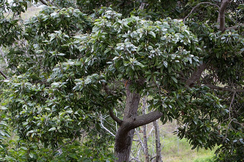 Hawaiian Sandalwood - Miracle Botanicals Essential Oils