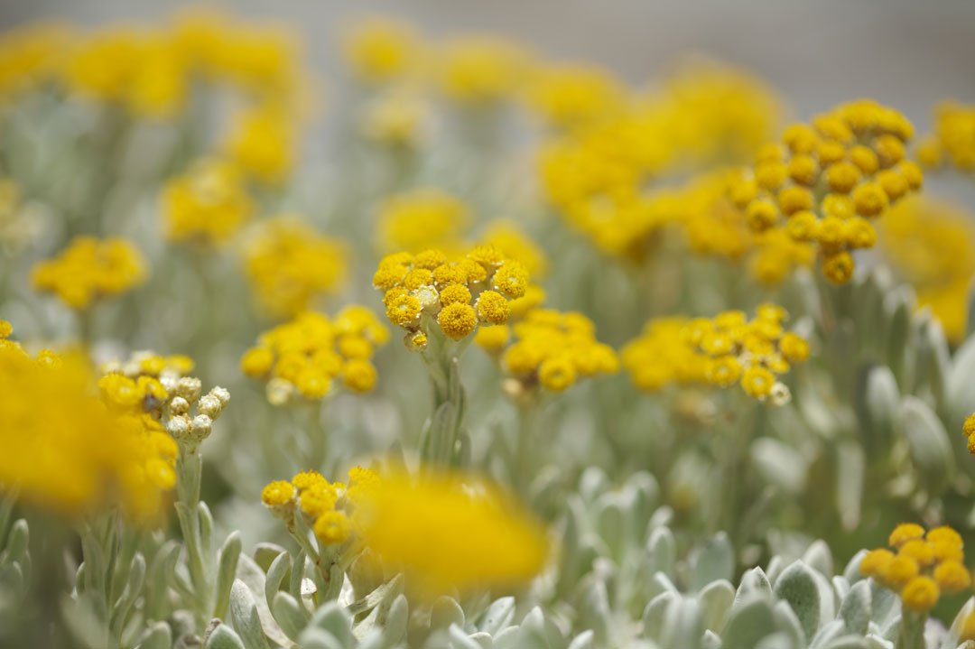 Helichrysum - Miracle Botanicals Essential Oils