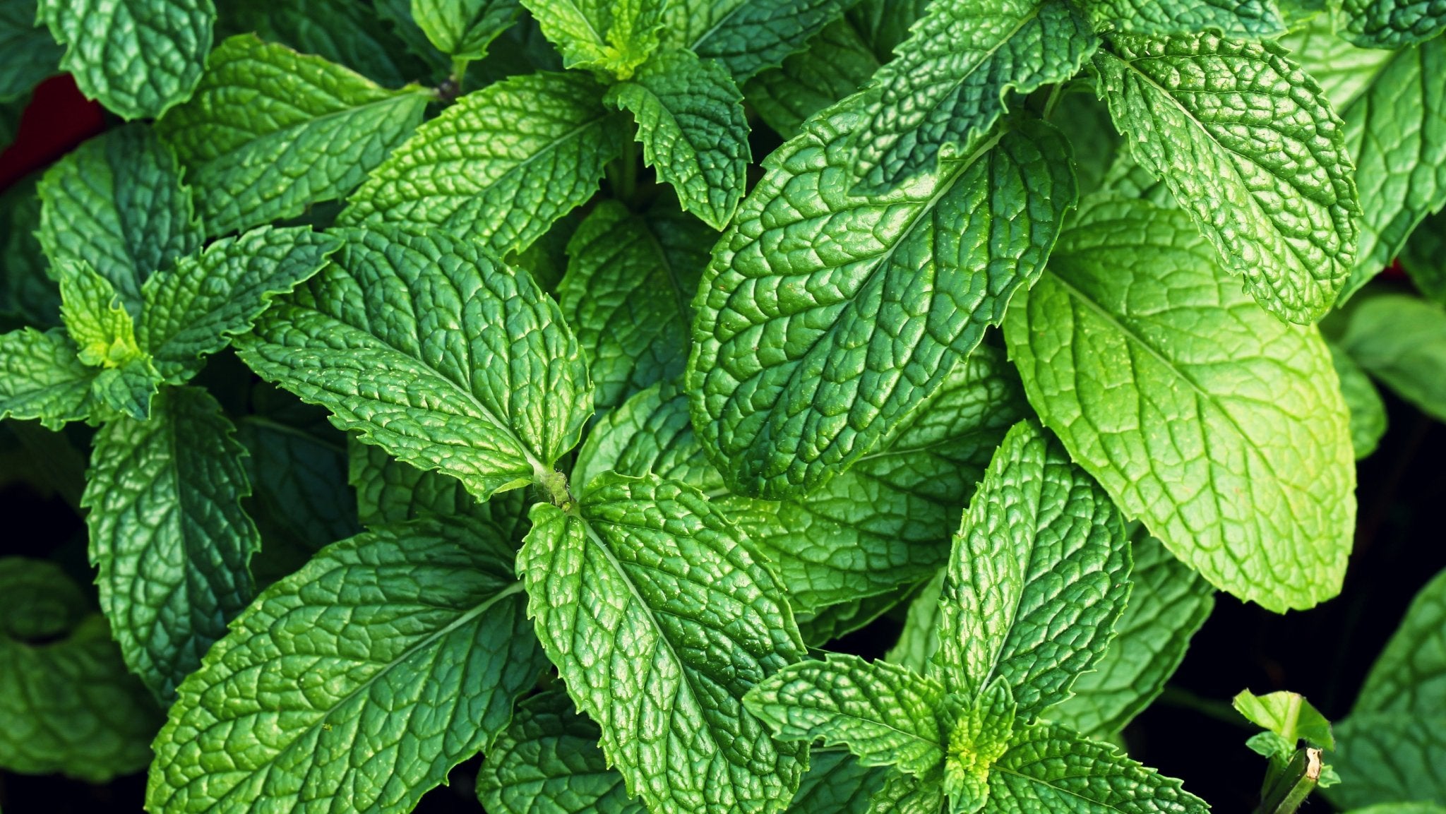 Mint Essential Oils - Miracle Botanicals Essential Oils