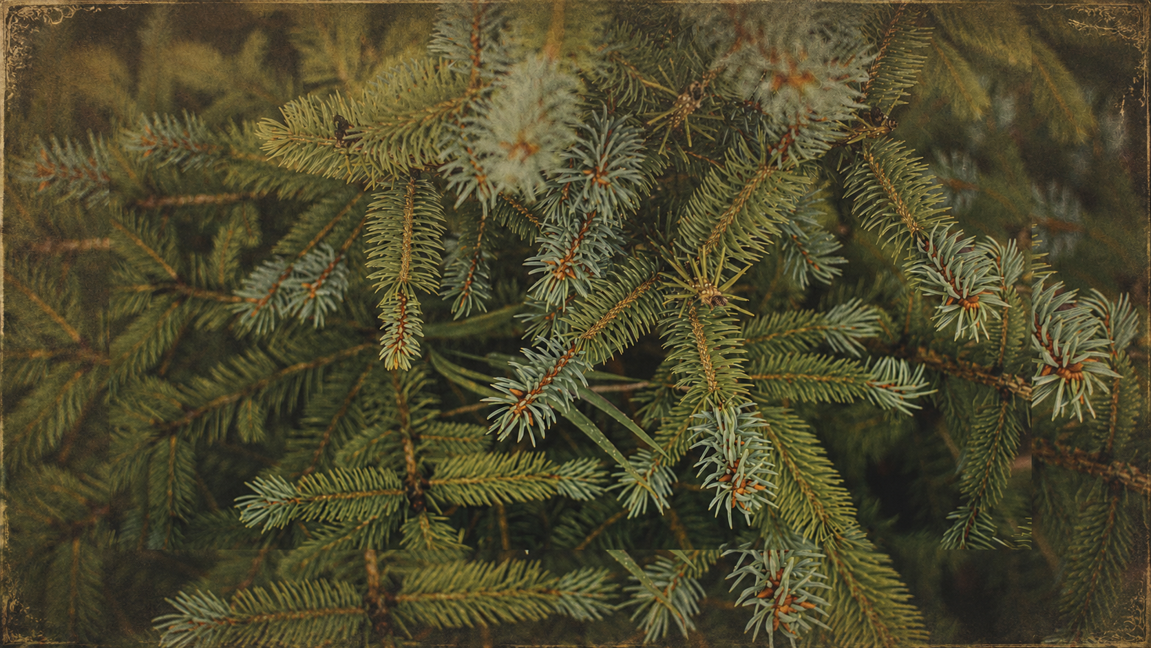 The Vintage Conifers Collection