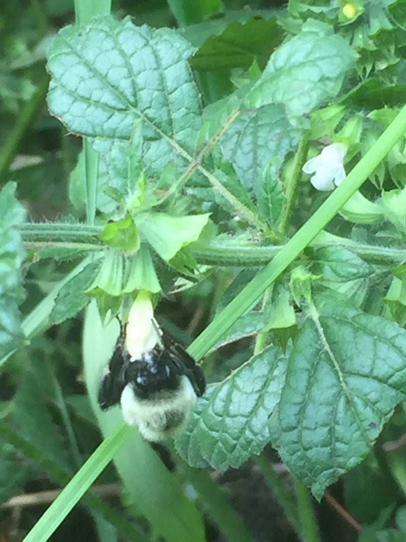 Melissa Hydrosol - Bulgaria (Melissa Officinalis)