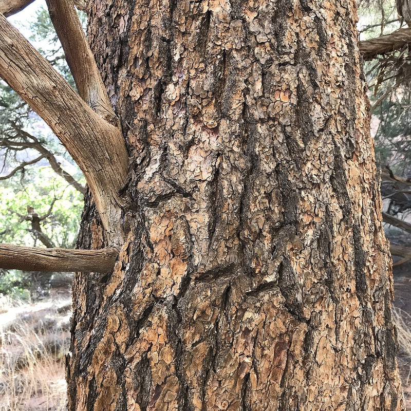 Piñon Pine (Pinyon, Pinion) Essential Oil - Limited! (Pinus Edulis)