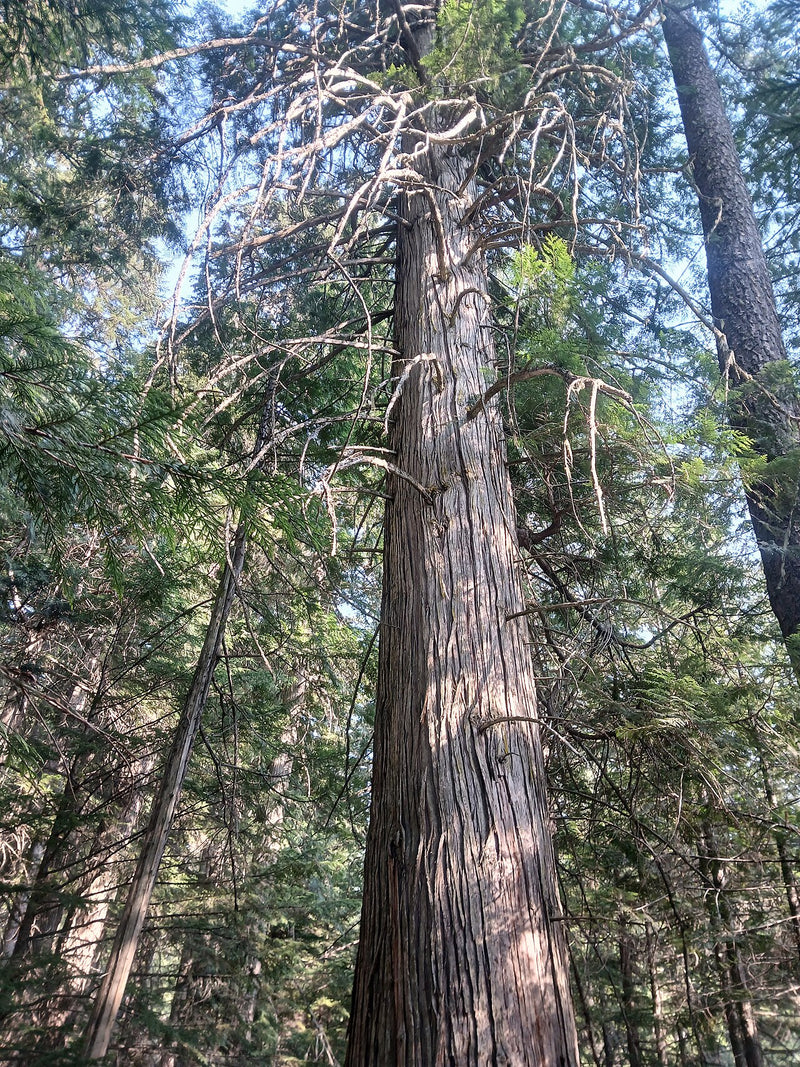 Giant Arborvitae Essential Oil (Thuja Plicata)