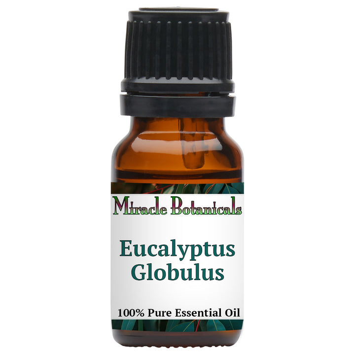 Eucalyptus Globulus Essential Oil (Eucalyptus Globulus)