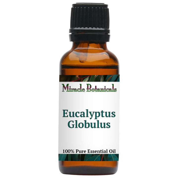 Eucalyptus Globulus Essential Oil (Eucalyptus Globulus)