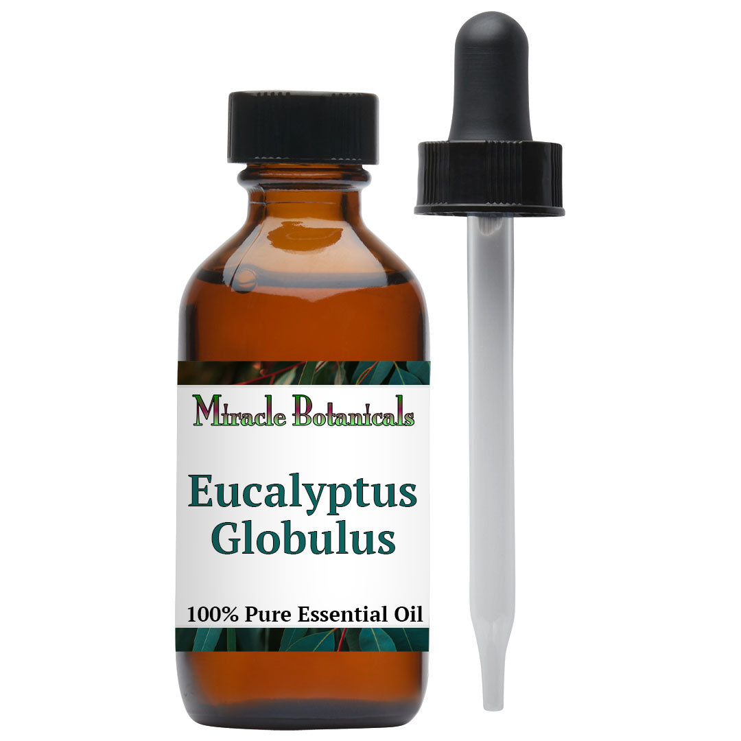 Eucalyptus Globulus Essential Oil (Eucalyptus Globulus)