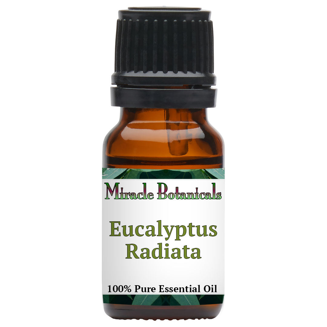 Eucalyptus Radiata Essential Oil (Eucalyptus Radiata) - Miracle Botanicals Essential Oils