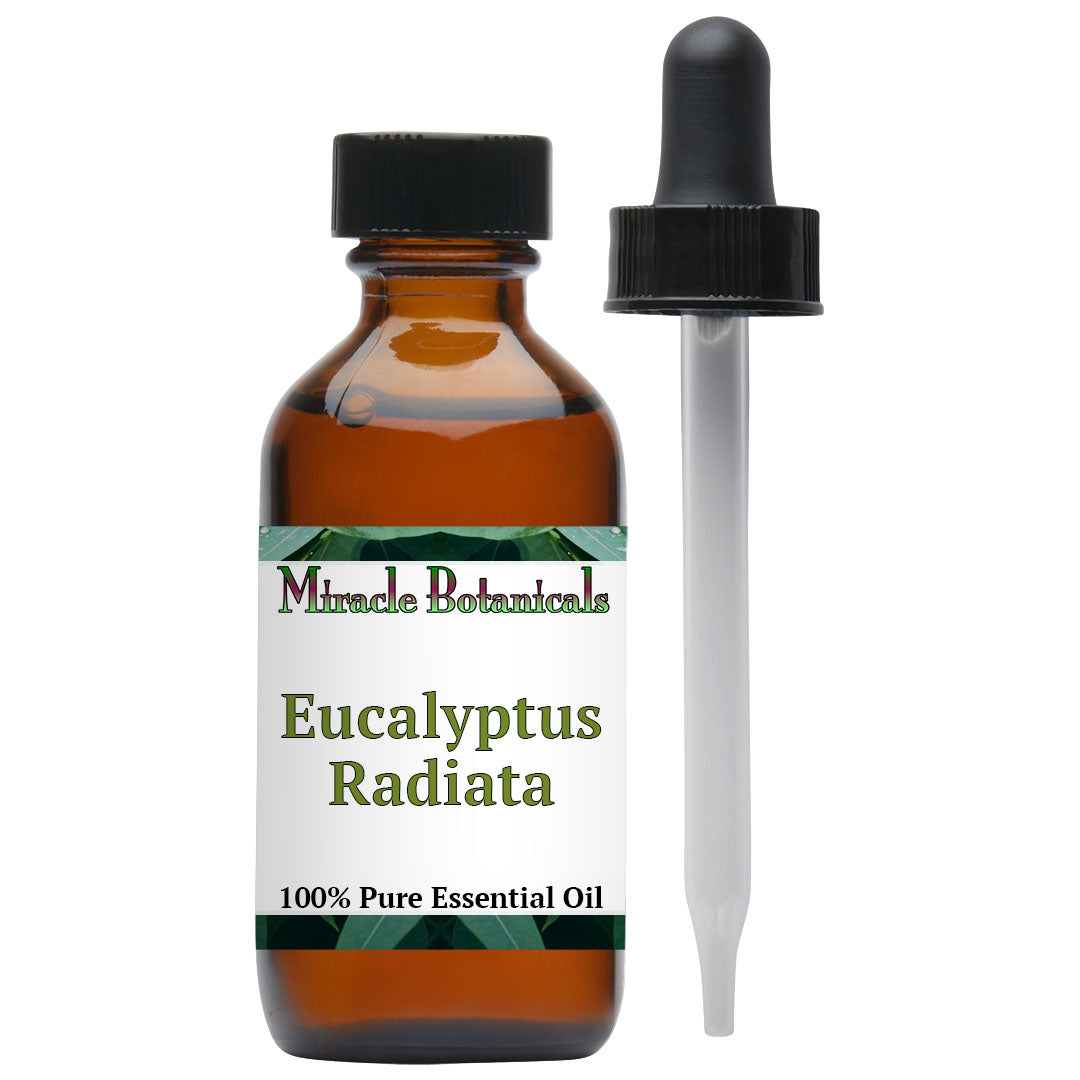 Eucalyptus Radiata Essential Oil (Eucalyptus Radiata) - Miracle Botanicals Essential Oils